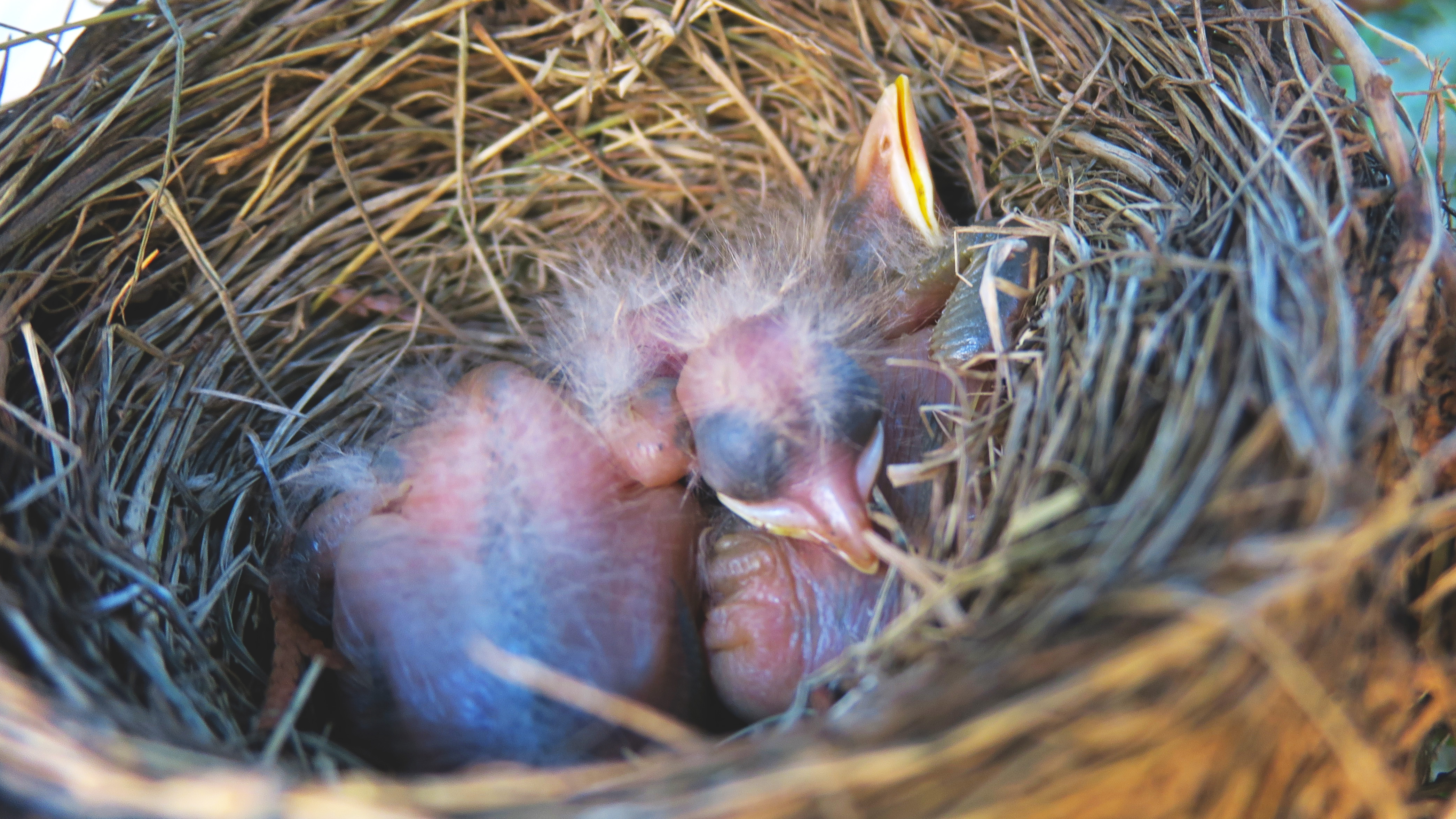 Baby American Robins