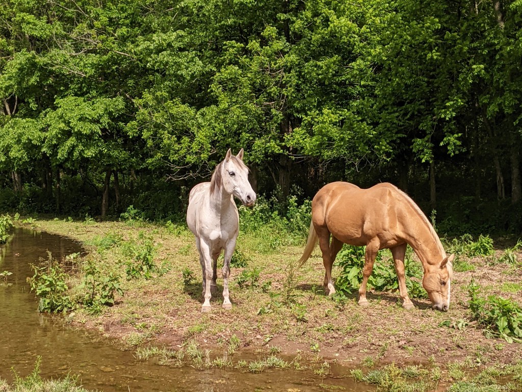 Horses at Dogwood Ranch.
