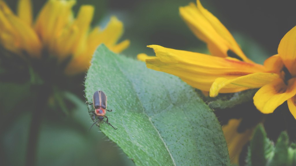 Lightning Bugs =&nbsp;Fireflies