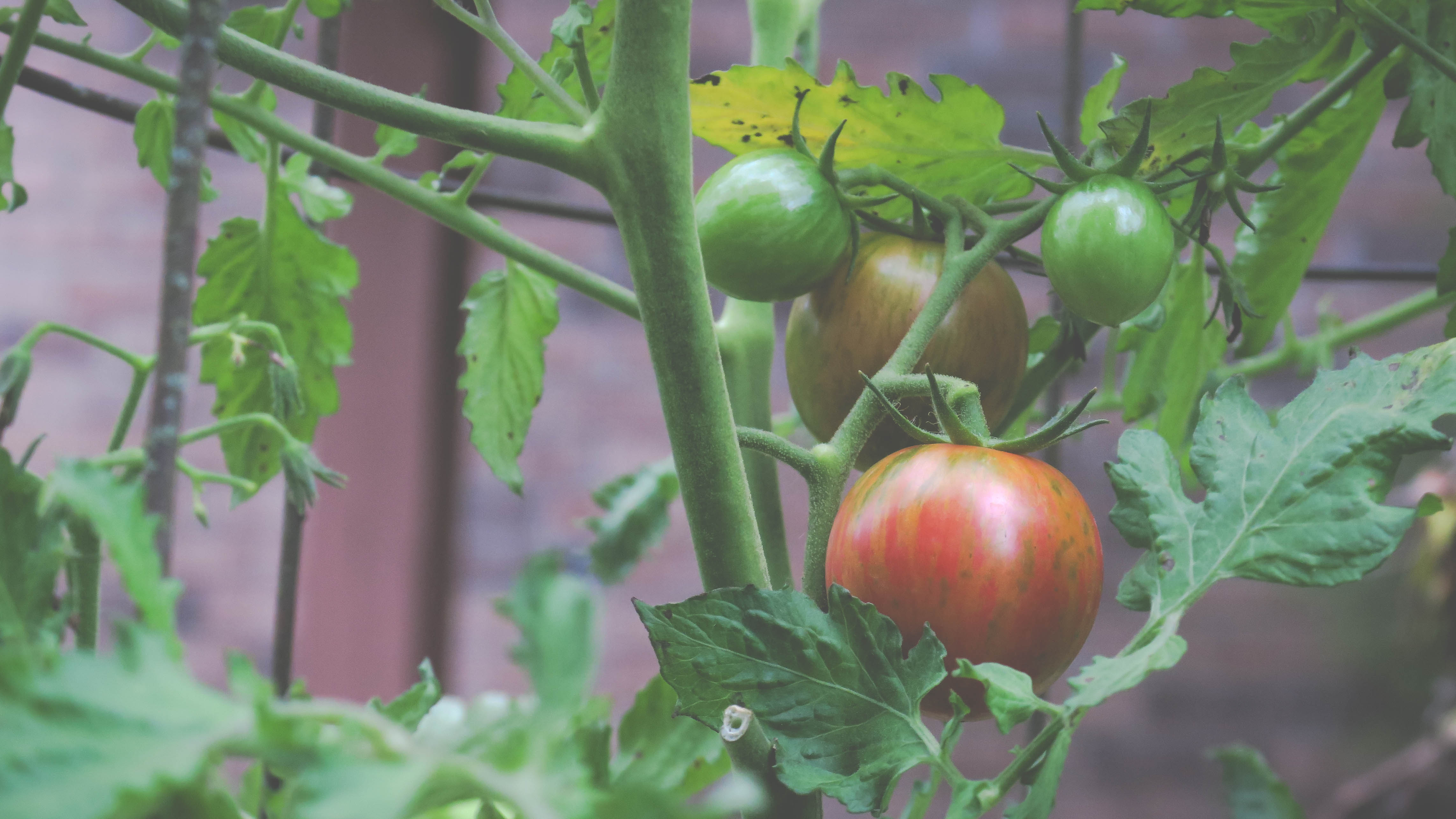 Pink Bumble Bee Cherry Tomatoes