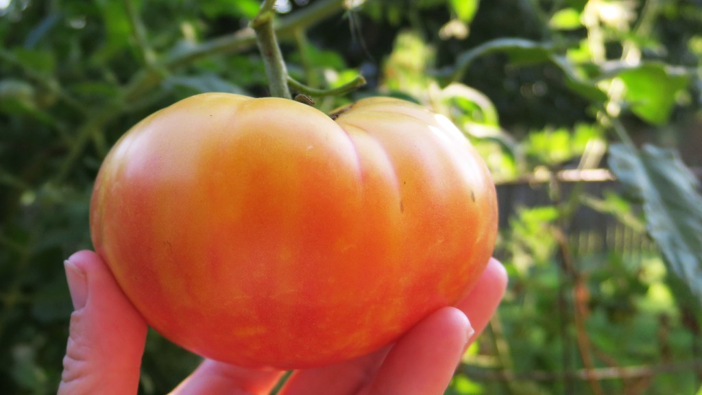 Big Rainbow Tomato: The Giving Food