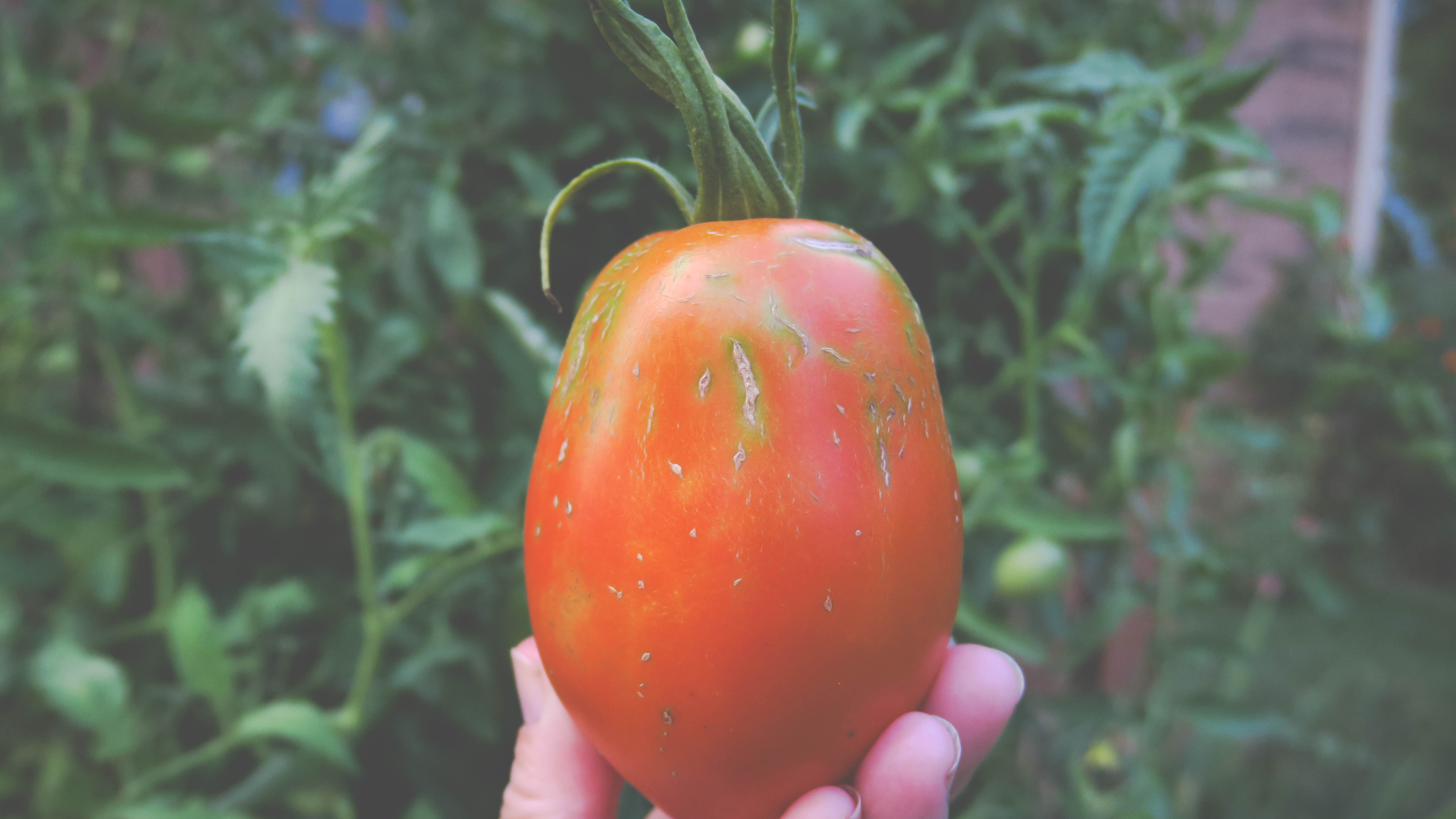 Amish Paste Tomato