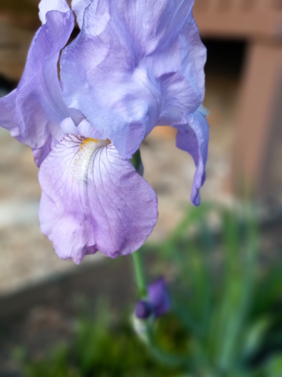 My Grandma’s Bearded&nbsp;Iris