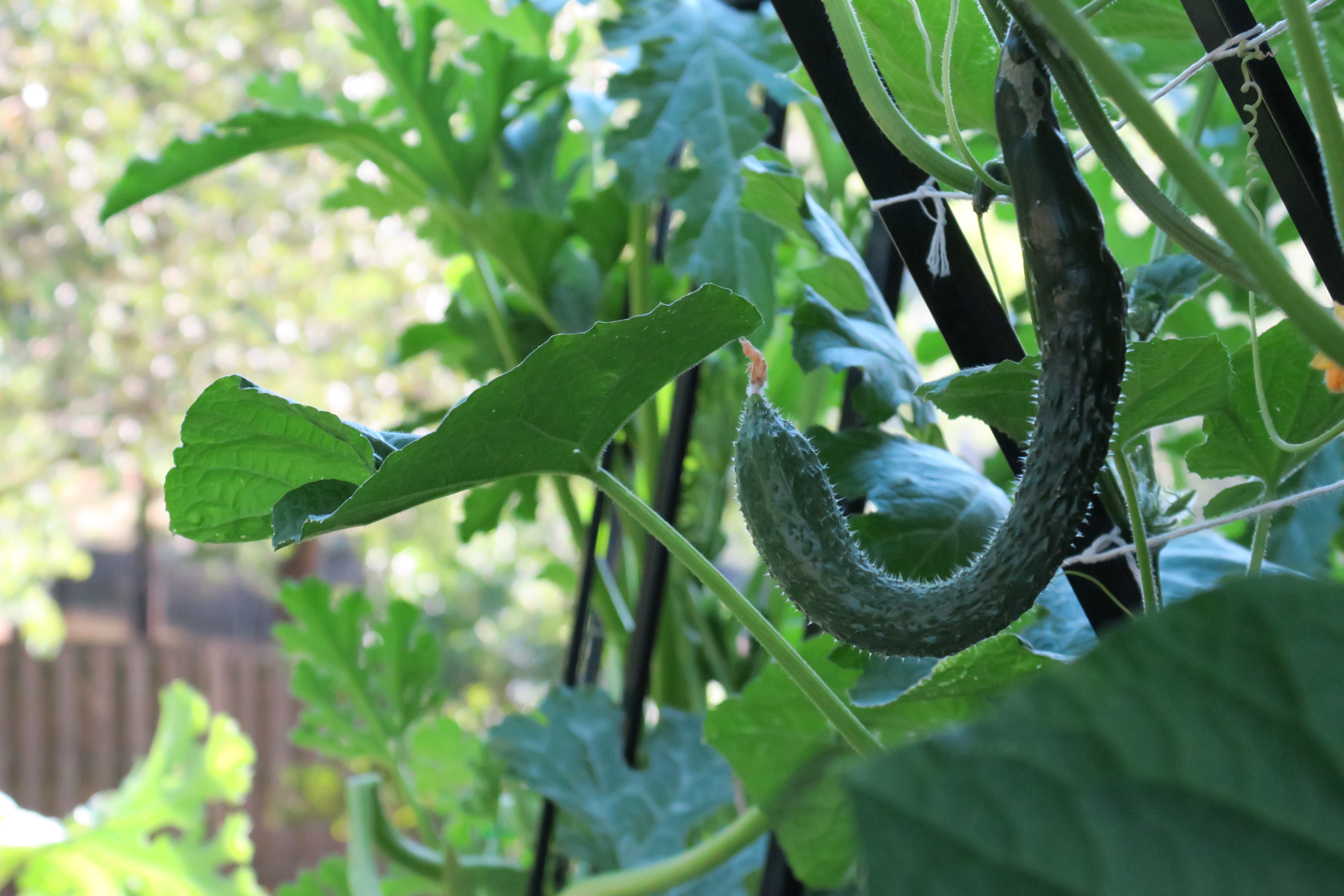 China Jade Cucumber