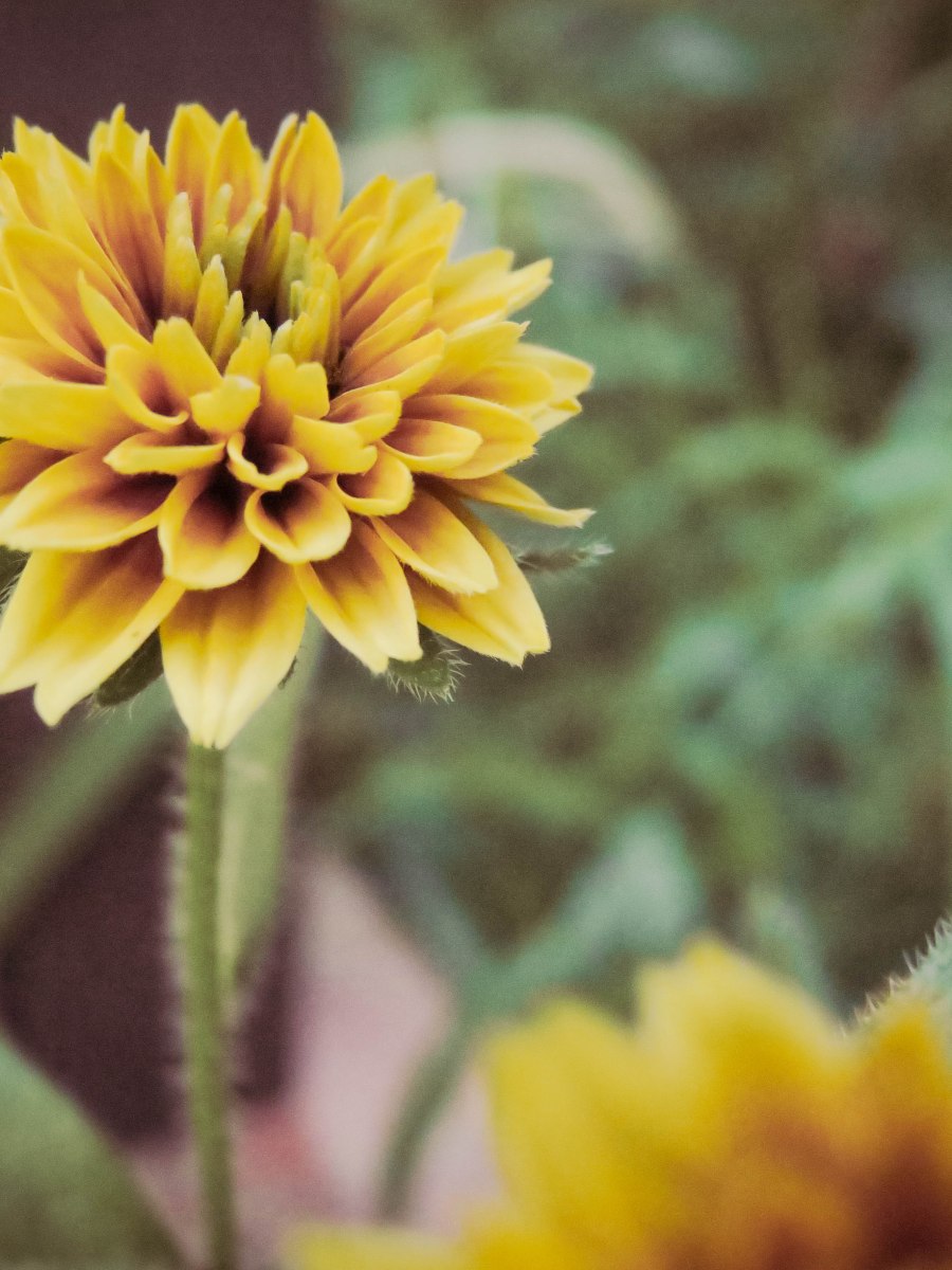 Cherokee Sunset Rudbeckia