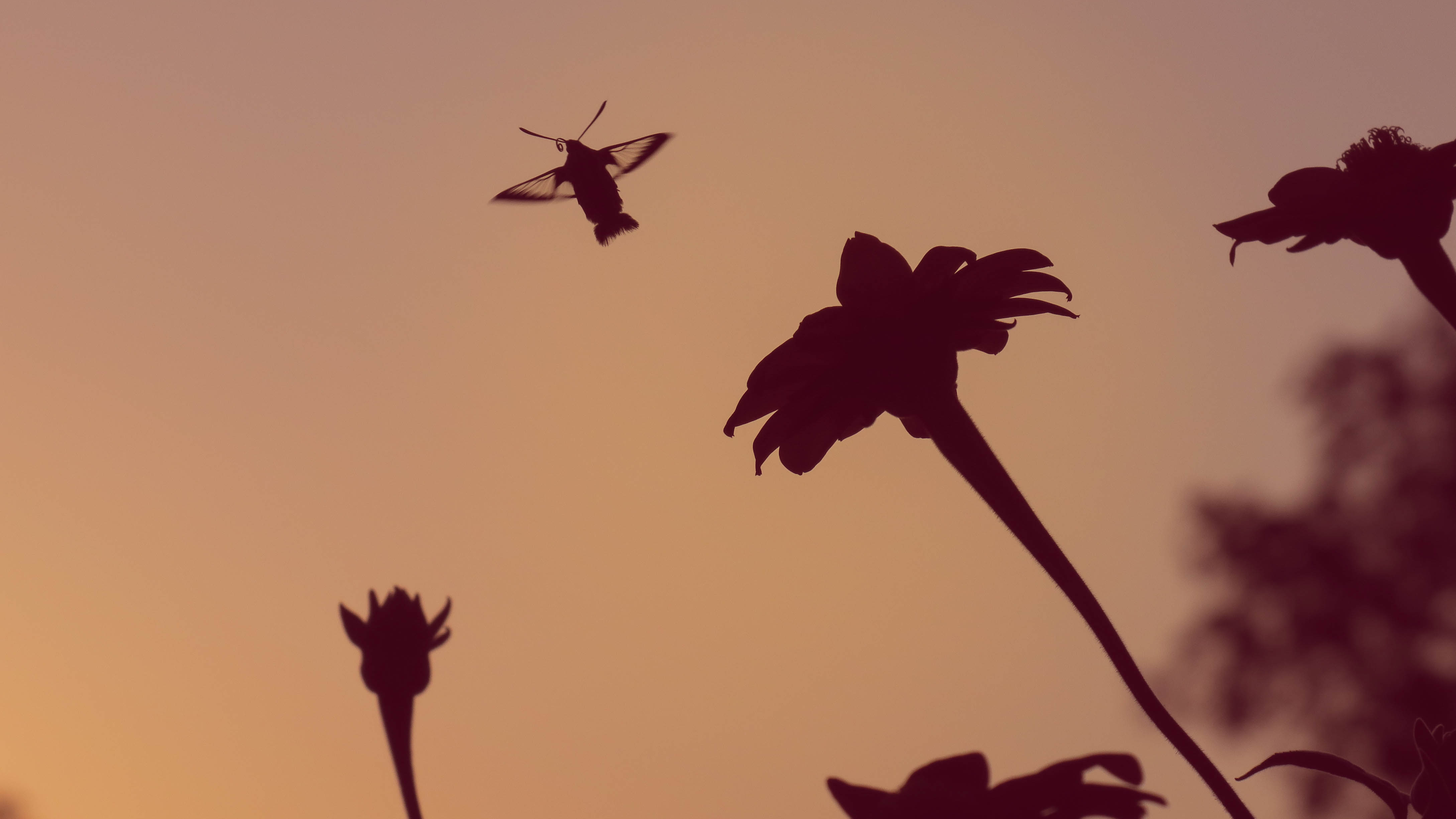 Hummingbird Moth