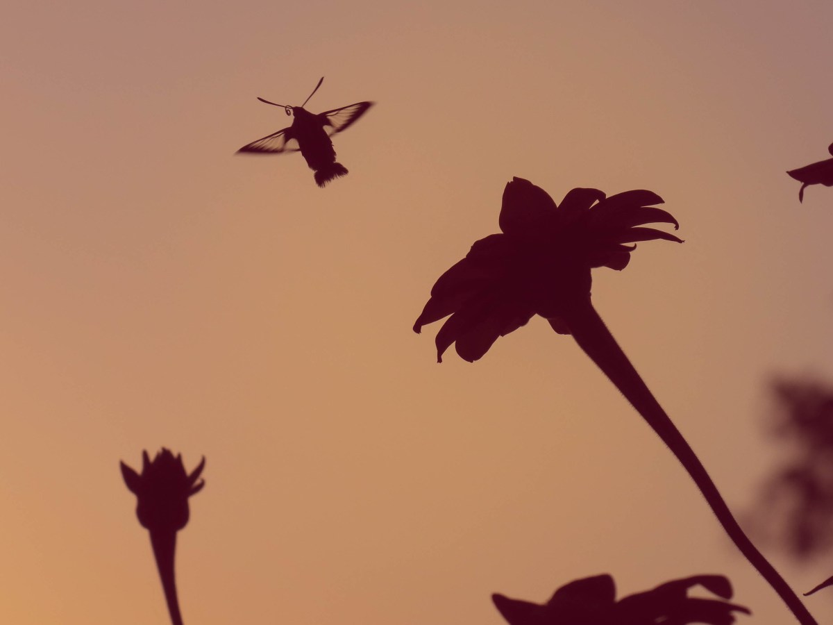 Hummingbird Moth