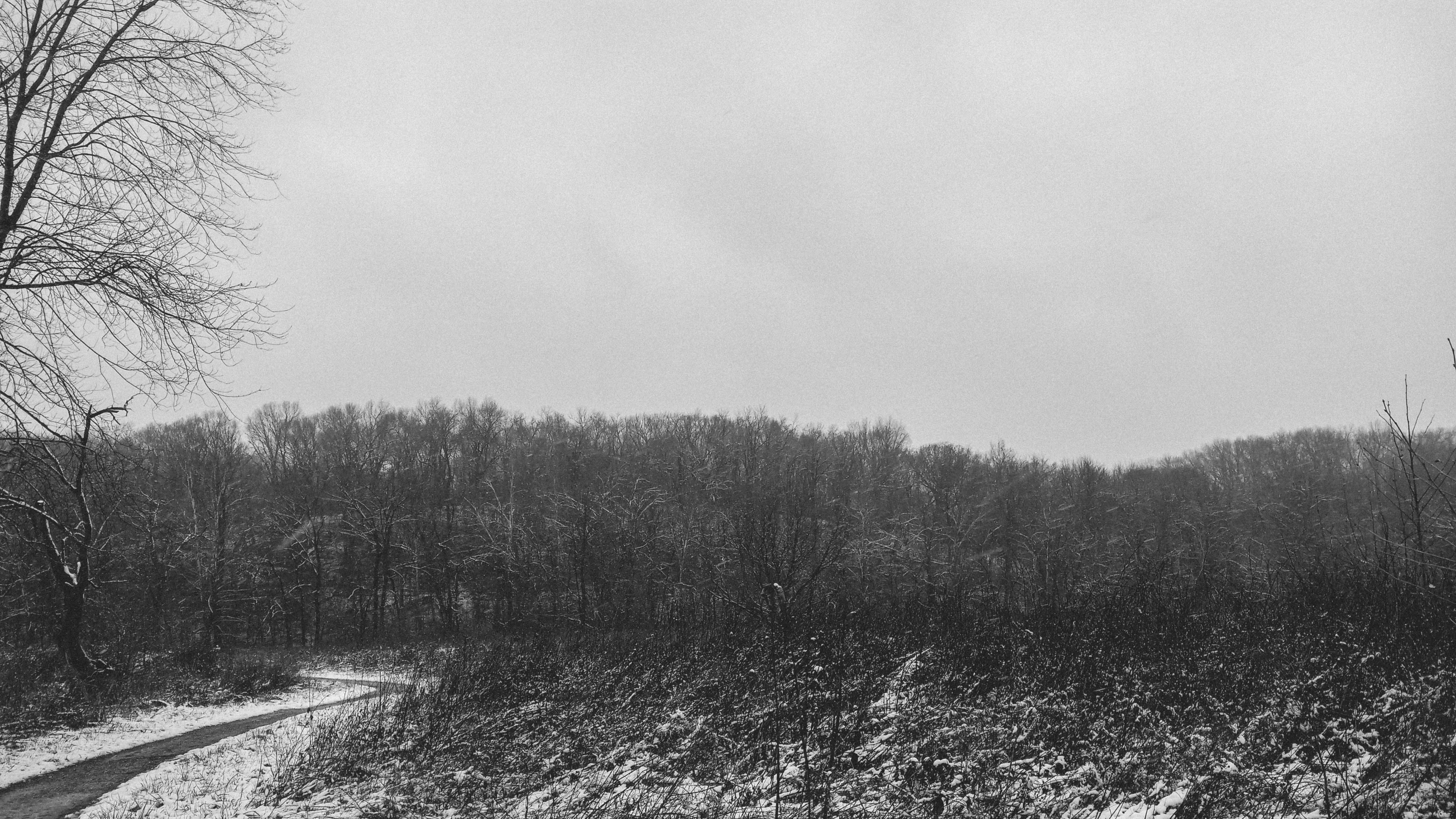 Backtracking to the Woods