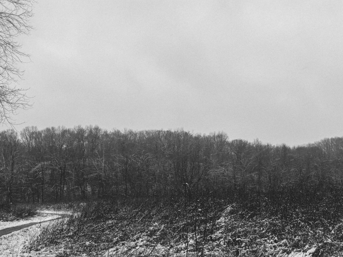 Backtracking to the&nbsp;Woods