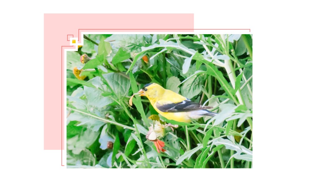 American goldfinch eating "Peruviana" zinnia seeds.