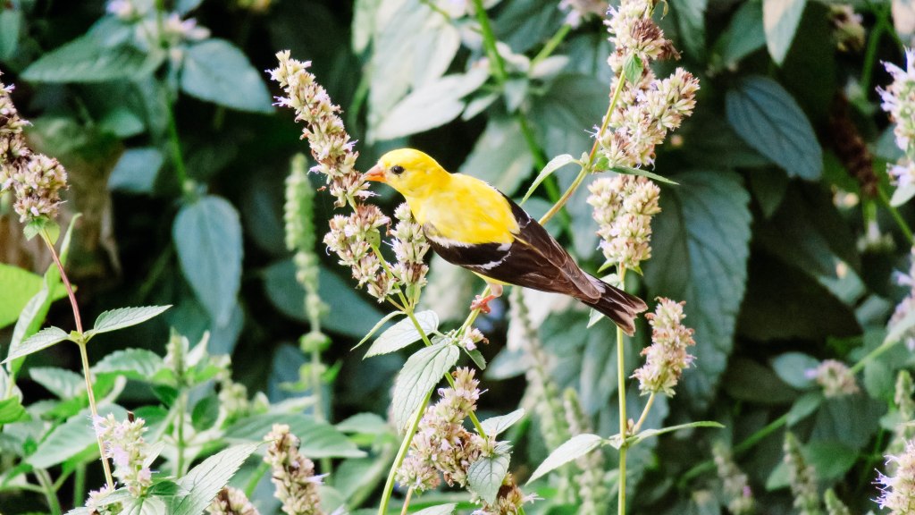 American goldfinch eating "Anise Hyssop" agastache seeds.
